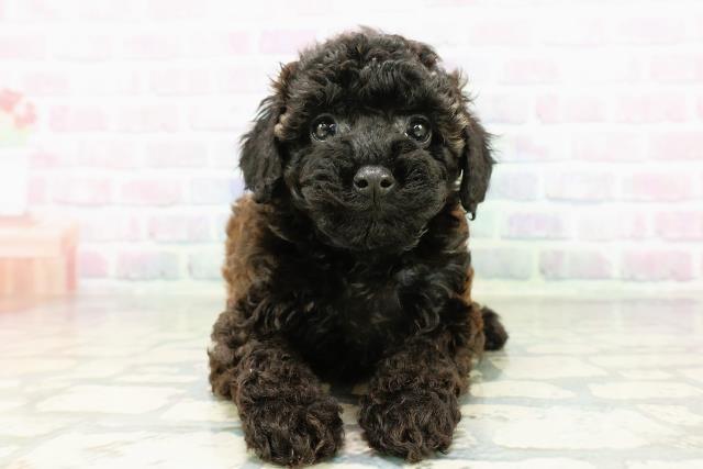 北海道のトイプードル(トイ) (Coo&RIKU函館店/2026年3月5日生まれ/女の子/ブリンドル)の子犬の1枚目の画像