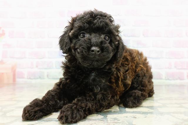 北海道のトイプードル(トイ) (Coo&RIKU函館店/2026年3月5日生まれ/女の子/ブリンドル)の子犬の2枚目の画像