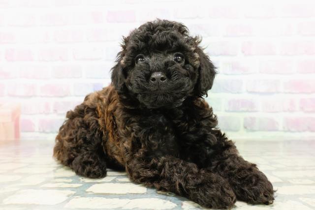 北海道のトイプードル(トイ) (Coo&RIKU函館店/2026年3月5日生まれ/女の子/ブリンドル)の子犬の3枚目の画像
