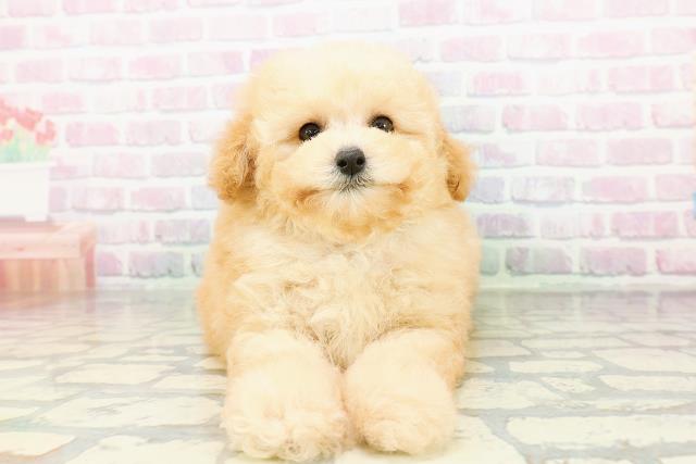 青森県のトイプードル(トイ) (Coo&RIKU青森店/2026年3月5日生まれ/男の子/アプリコット)の子犬の1枚目の画像