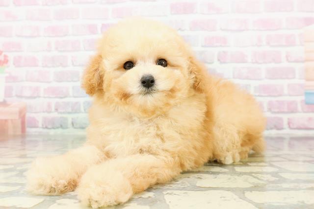 青森県のトイプードル(トイ) (Coo&RIKU青森店/2026年3月5日生まれ/男の子/アプリコット)の子犬の2枚目の画像