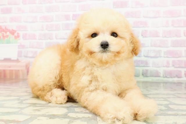 青森県のトイプードル(トイ) (Coo&RIKU青森店/2026年3月5日生まれ/男の子/アプリコット)の子犬の3枚目の画像