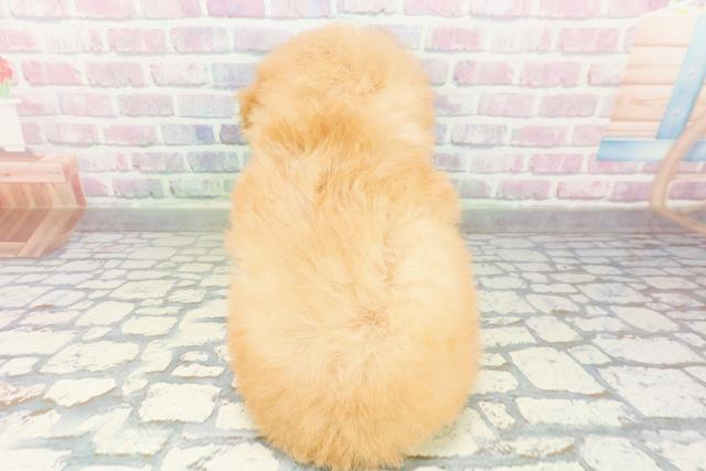 青森県のトイプードル(トイ) (Coo&RIKU青森店/2026年3月5日生まれ/男の子/アプリコット)の子犬の4枚目の画像