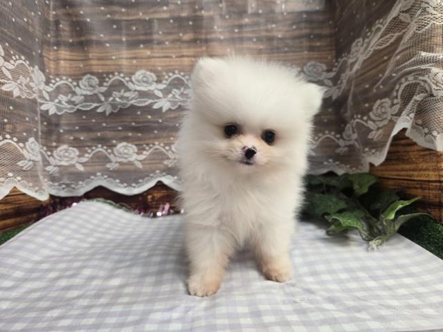 ポメラニアン