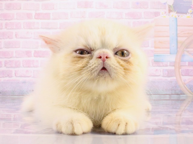 兵庫県のエキゾチック (Coo&RIKU姫路店/2026年2月15日生まれ/男の子/ホワイト)の子猫
