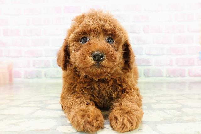 長野県のトイプードル(トイ) (Coo&RIKU綿半上田店/2026年3月2日生まれ/女の子/レッド)の子犬