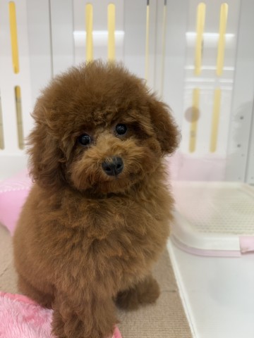 長野県のトイプードル(トイ) (Coo&RIKU綿半上田店/2026年3月2日生まれ/女の子/レッド)の子犬の4枚目の画像