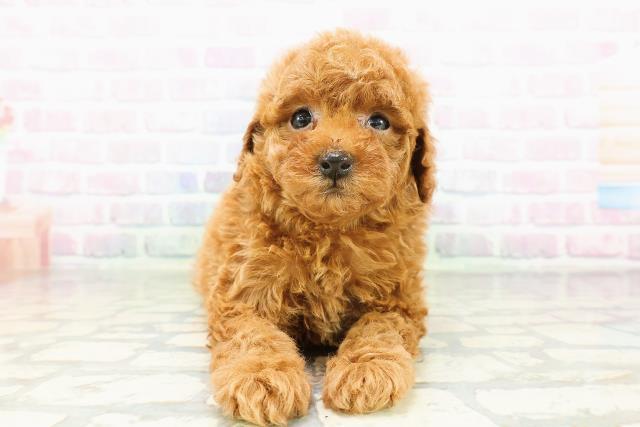 沖縄県のトイプードル(トイ) (Coo&RIKU石垣店/2026年3月2日生まれ/女の子/アプリコット)の子犬の1枚目の画像