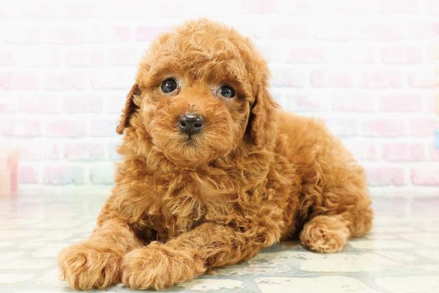 沖縄県のトイプードル(トイ) (Coo&RIKU石垣店/2026年3月2日生まれ/女の子/アプリコット)の子犬の2枚目の画像