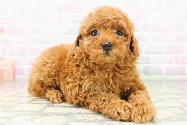 沖縄県のトイプードル(トイ) (Coo&RIKU石垣店/2026年3月2日生まれ/女の子/アプリコット)の子犬の3枚目の画像