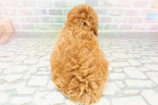 沖縄県のトイプードル(トイ) (Coo&RIKU石垣店/2026年3月2日生まれ/女の子/アプリコット)の子犬の4枚目の画像