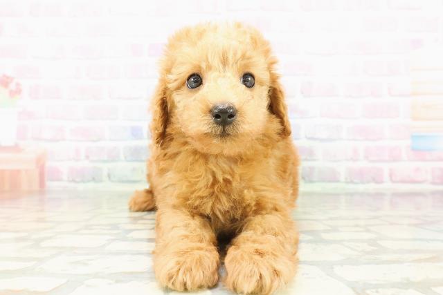 青森県のトイプードル(トイ) (Coo&RIKU青森店/2026年3月9日生まれ/男の子/アプリコット)の子犬の1枚目の画像