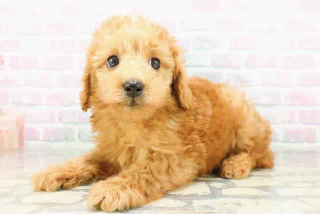 青森県のトイプードル(トイ) (Coo&RIKU青森店/2026年3月9日生まれ/男の子/アプリコット)の子犬の2枚目の画像