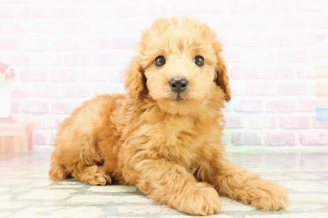 青森県のトイプードル(トイ) (Coo&RIKU青森店/2026年3月9日生まれ/男の子/アプリコット)の子犬の3枚目の画像
