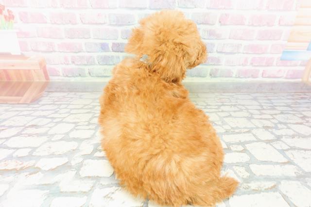 青森県のトイプードル(トイ) (Coo&RIKU青森店/2026年3月9日生まれ/男の子/アプリコット)の子犬の4枚目の画像