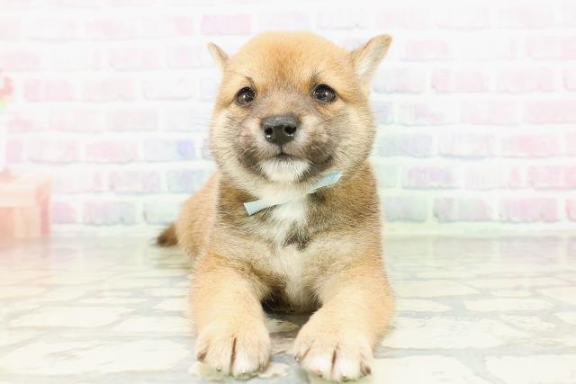 群馬県の豆柴 (Coo&RIKU藤岡店/2026年3月10日生まれ/男の子/赤)の子犬