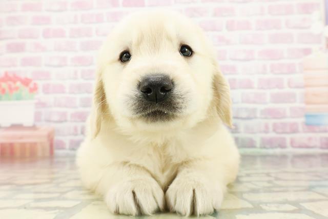 北海道のゴールデンレトリバー (Coo&RIKU札幌東店/2026年3月9日生まれ/男の子/ゴールデン)の子犬の1枚目の画像