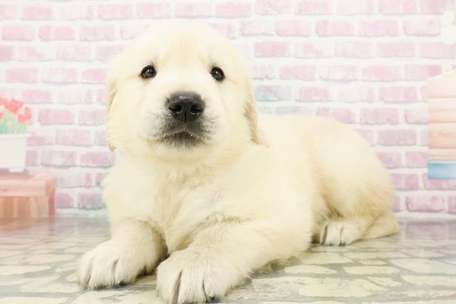 北海道のゴールデンレトリバー (Coo&RIKU札幌東店/2026年3月9日生まれ/男の子/ゴールデン)の子犬の2枚目の画像