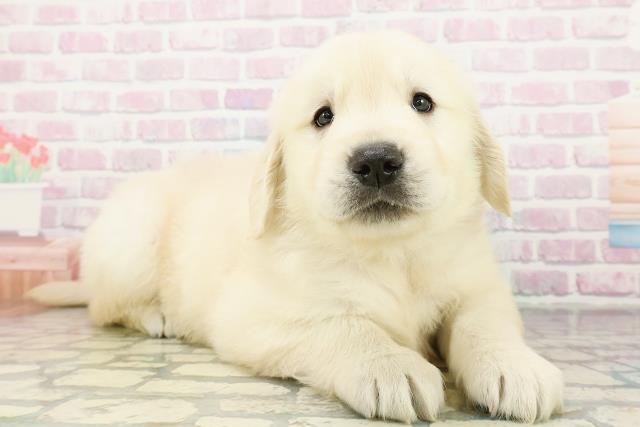 北海道のゴールデンレトリバー (Coo&RIKU札幌東店/2026年3月9日生まれ/男の子/ゴールデン)の子犬の3枚目の画像