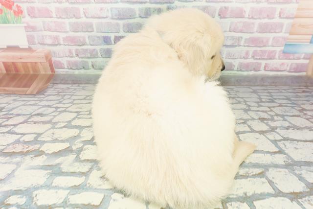 北海道のゴールデンレトリバー (Coo&RIKU札幌東店/2026年3月9日生まれ/男の子/ゴールデン)の子犬の4枚目の画像