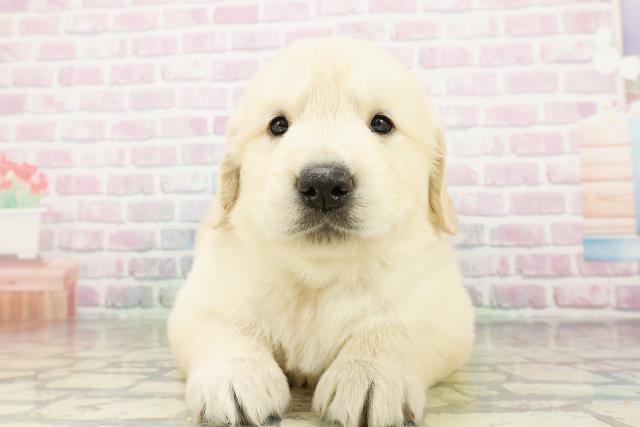 青森県のゴールデンレトリバー (Coo&RIKU青森店/2026年3月9日生まれ/男の子/ゴールデン)の子犬の1枚目の画像