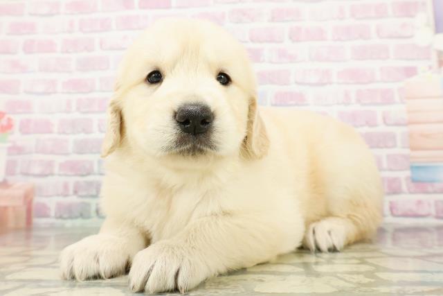 青森県のゴールデンレトリバー (Coo&RIKU青森店/2026年3月9日生まれ/男の子/ゴールデン)の子犬の2枚目の画像
