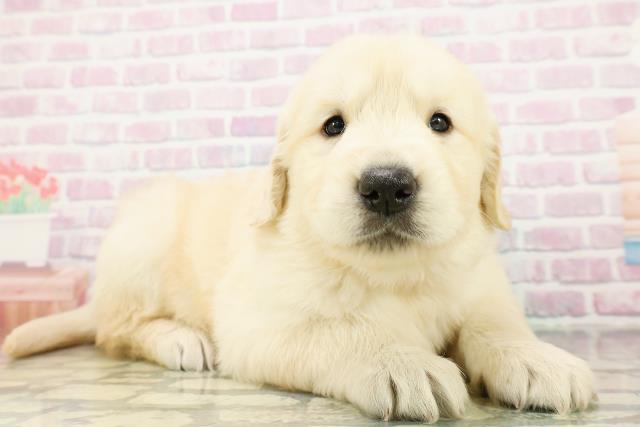 青森県のゴールデンレトリバー (Coo&RIKU青森店/2026年3月9日生まれ/男の子/ゴールデン)の子犬の3枚目の画像