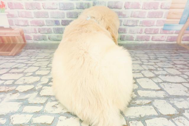 青森県のゴールデンレトリバー (Coo&RIKU青森店/2026年3月9日生まれ/男の子/ゴールデン)の子犬の4枚目の画像