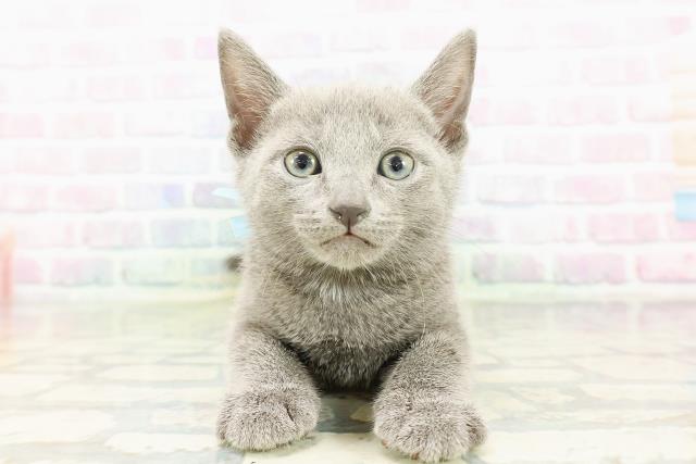 群馬県のロシアンブルー (Coo&RIKUDCM館林店/2026年3月9日生まれ/男の子/ブルー)の子猫