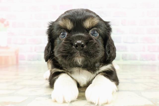 栃木県のハーフ犬・ミックス犬 (Coo&RIKU宇都宮店/2026年3月8日生まれ/男の子/ブラックタンホワイト)の子犬の1枚目の画像