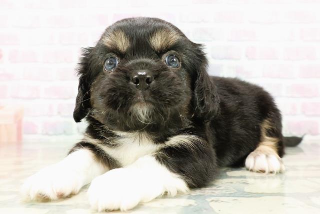 栃木県のハーフ犬・ミックス犬 (Coo&RIKU宇都宮店/2026年3月8日生まれ/男の子/ブラックタンホワイト)の子犬の2枚目の画像