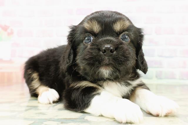 栃木県のハーフ犬・ミックス犬 (Coo&RIKU宇都宮店/2026年3月8日生まれ/男の子/ブラックタンホワイト)の子犬の3枚目の画像