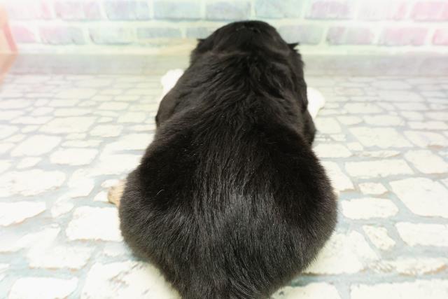 栃木県のハーフ犬・ミックス犬 (Coo&RIKU宇都宮店/2026年3月8日生まれ/男の子/ブラックタンホワイト)の子犬の4枚目の画像