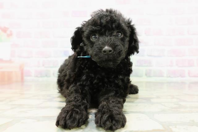 東京都のトイプードル(トイ) (Coo&RIKU武蔵小山店/2026年3月10日生まれ/男の子/ブラック)の子犬