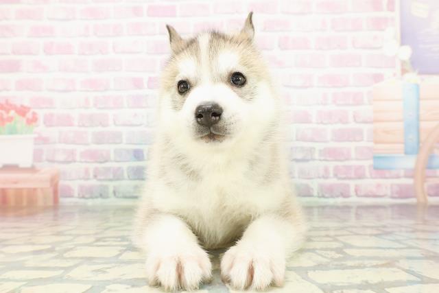 茨城県のシベリアンハスキー (Coo&RIKU水戸店/2026年3月10日生まれ/男の子/シルバーホワイト)の子犬