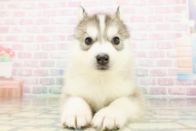 栃木県のシベリアンハスキー (Coo&RIKUFKDインターパーク店/2026年3月10日生まれ/男の子/シルバーホワイト)の子犬の1枚目の画像