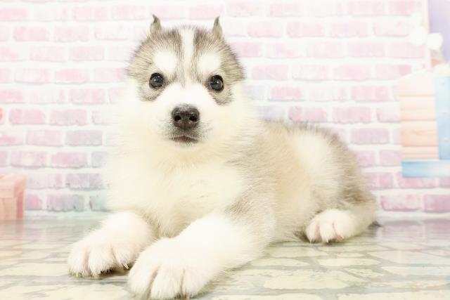 栃木県のシベリアンハスキー (Coo&RIKUFKDインターパーク店/2026年3月10日生まれ/男の子/シルバーホワイト)の子犬の2枚目の画像