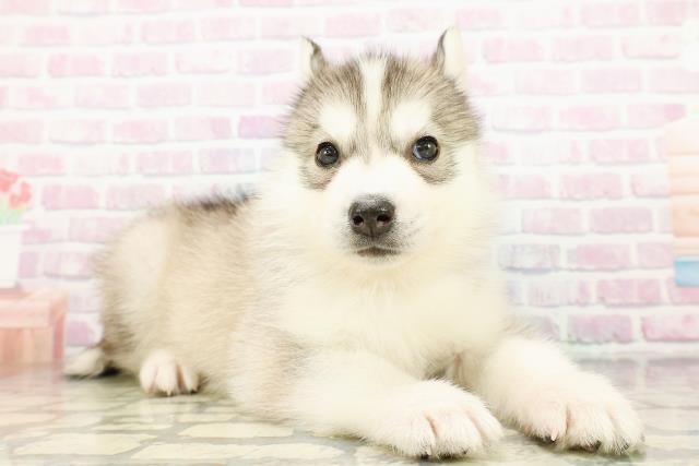 栃木県のシベリアンハスキー (Coo&RIKUFKDインターパーク店/2026年3月10日生まれ/男の子/シルバーホワイト)の子犬の3枚目の画像