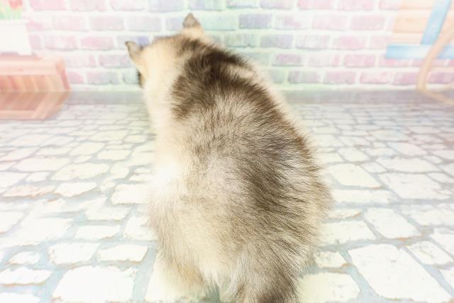栃木県のシベリアンハスキー (Coo&RIKUFKDインターパーク店/2026年3月10日生まれ/男の子/シルバーホワイト)の子犬の4枚目の画像