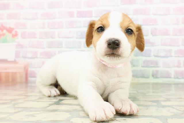 北海道のジャックラッセルテリア (Coo&RIKU帯広店/2026年3月10日生まれ/女の子/タンホワイト)の子犬の3枚目の画像