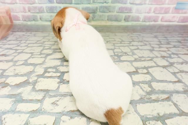 北海道のジャックラッセルテリア (Coo&RIKU帯広店/2026年3月10日生まれ/女の子/タンホワイト)の子犬の4枚目の画像