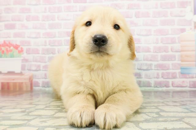 群馬県のゴールデンレトリバー (Coo&RIKU高崎店/2026年3月8日生まれ/男の子/ゴールデン)の子犬の1枚目の画像