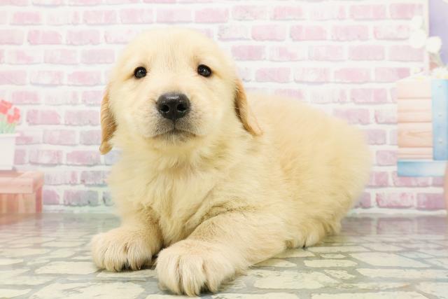群馬県のゴールデンレトリバー (Coo&RIKU高崎店/2026年3月8日生まれ/男の子/ゴールデン)の子犬の2枚目の画像