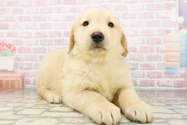 群馬県のゴールデンレトリバー (Coo&RIKU高崎店/2026年3月8日生まれ/男の子/ゴールデン)の子犬の3枚目の画像