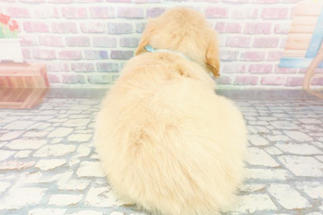 群馬県のゴールデンレトリバー (Coo&RIKU高崎店/2026年3月8日生まれ/男の子/ゴールデン)の子犬の4枚目の画像