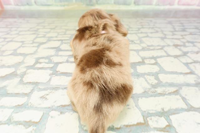 東京都のチワックス(チワワ×ダックス) (Coo&RIKU秋葉原店/2026年3月10日生まれ/女の子/チョコレートダップル)の子犬の4枚目の画像