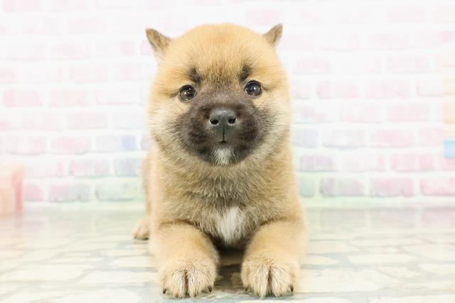 北海道の豆柴 (Coo&RIKU札幌東店/2026年3月10日生まれ/男の子/赤)の子犬の1枚目の画像