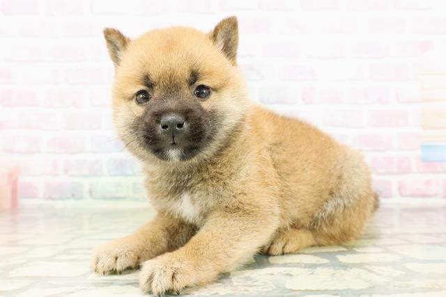 北海道の豆柴 (Coo&RIKU札幌東店/2026年3月10日生まれ/男の子/赤)の子犬の2枚目の画像