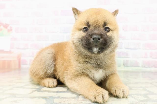 北海道の豆柴 (Coo&RIKU札幌東店/2026年3月10日生まれ/男の子/赤)の子犬の3枚目の画像