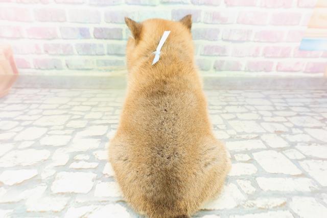 北海道の豆柴 (Coo&RIKU札幌東店/2026年3月10日生まれ/男の子/赤)の子犬の4枚目の画像